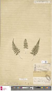 Lastreopsis hispida image