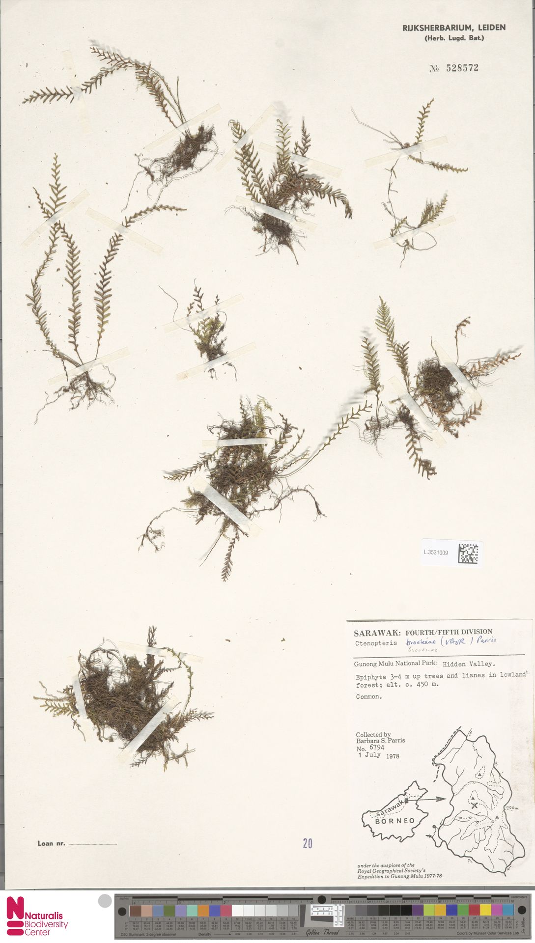 Tomophyllum brooksiae image