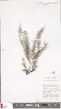 Tomophyllum bipinnatifidum image
