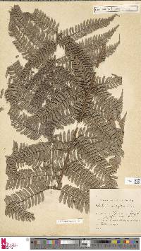 Cystodium sorbifolium image