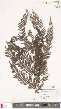 Cystodium sorbifolium image