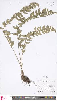 Polystichum balansae image