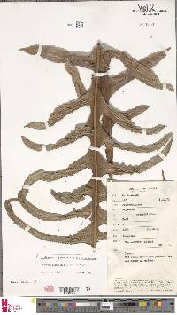 Aglaomorpha pleuridioides image