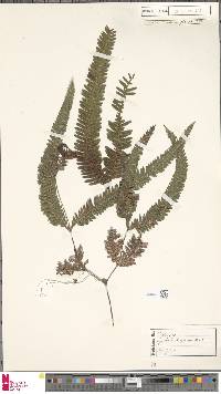 Gleichenia hooglandii image