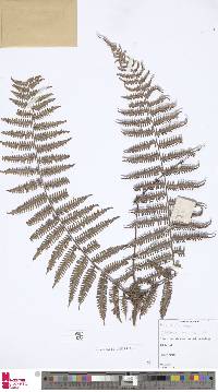 Diplopterygium longissimum image