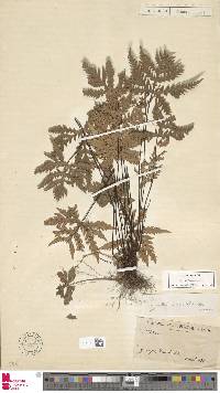 Doryopteris concolor image