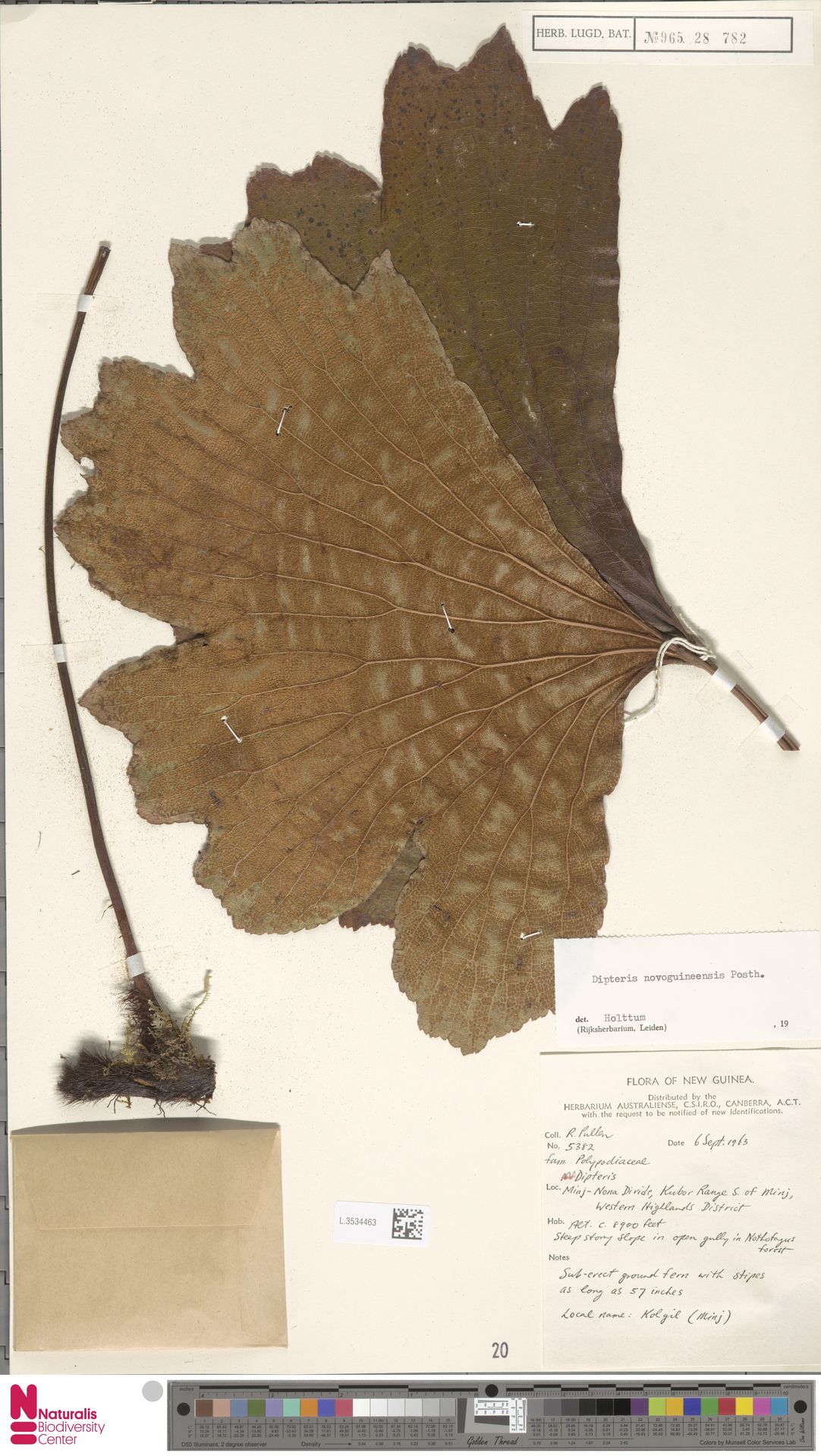 Dipteris novoguineensis image