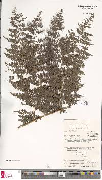 Dennstaedtia resinifera image