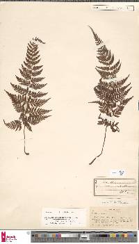 Davallia trichomanoides image