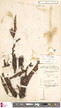 Davallia triphylla image