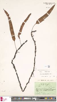 Davallia triphylla image
