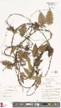 Davallia sessilifolia image
