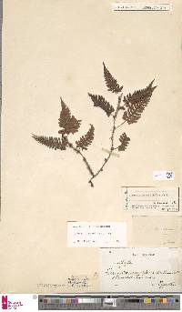 Davallia sessilifolia image