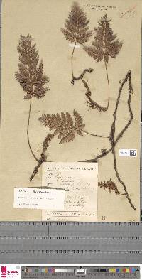 Davallia repens image