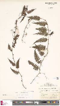 Davallia sessilifolia image