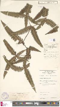 Dicranopteris taiwanensis image