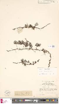 Davallia repens image