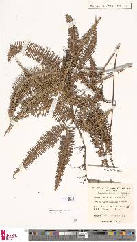 Dicranopteris linearis var. ferruginea image