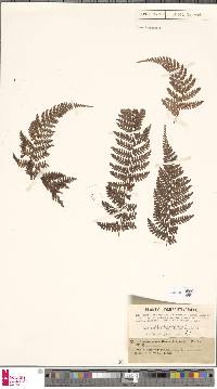 Dryopteris pseudocaenopteris image