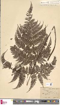 Dryopteris pseudocaenopteris image