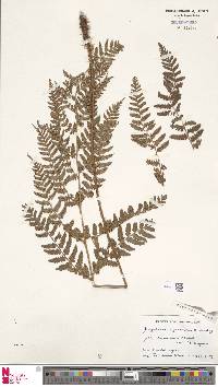 Dryopteris erythrosora image