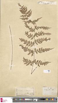 Dryopteris deparioides image