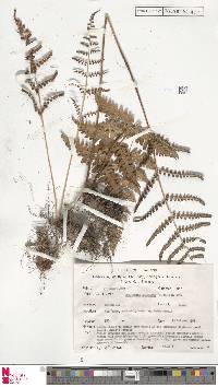 Dryopteris cochleata image