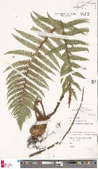 Dryopteris cambrensis image