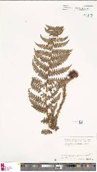 Dryopteris chrysocoma image