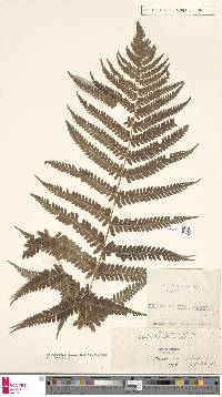 Dryopteris filix-mas subsp. filix-mas image