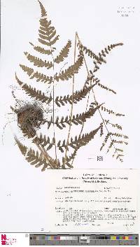 Dryopteris cochleata image