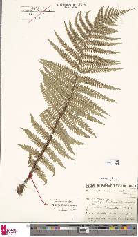 Dryopteris affinis subsp. affinis image