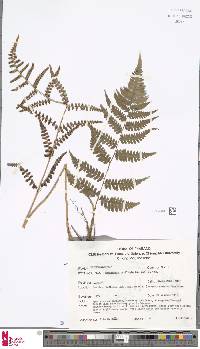 Dryopteris cochleata image