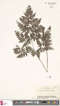 Dryopteris chinensis image