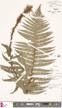 Dryopteris cambrensis image