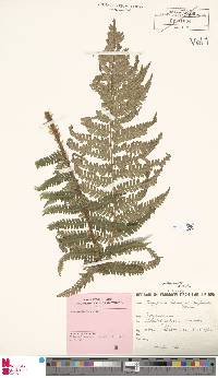 Dryopteris affinis image