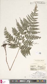 Dennstaedtia zeylanica image