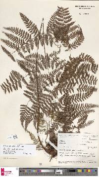 Dryopteris pseudocaenopteris image