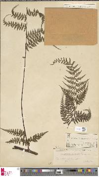 Dennstaedtia glabrata image