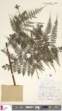 Dennstaedtia glabrata image