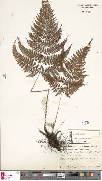 Dryopteris pseudocaenopteris image