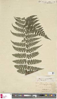 Dennstaedtia obtusifolia image