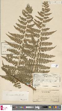 Dennstaedtia globulifera image