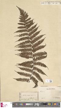 Diplazium polypodioides image