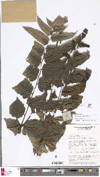 Diplazium megaphyllum image