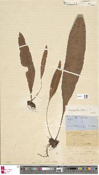 Elaphoglossum pteropus image