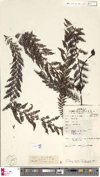 Diplopterygium angustilobum image