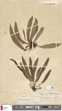 Elaphoglossum moritzianum image