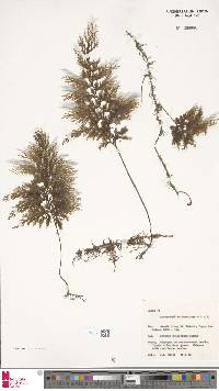 Image of Hymenophyllum brevidens