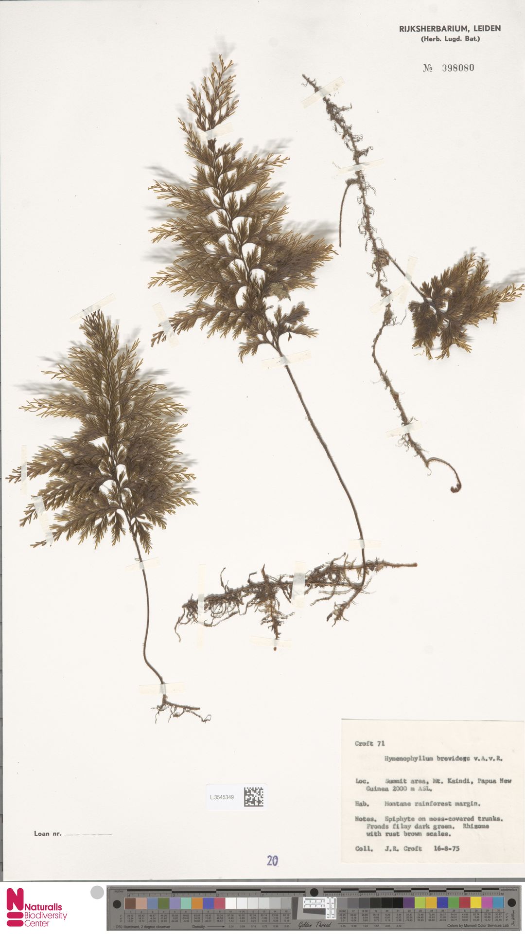 Hymenophyllum brevidens image
